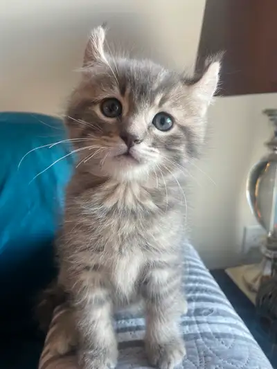 Chaton gris male en très bonne santé. Très authentique, car son père est un highland lynx blanc et s...