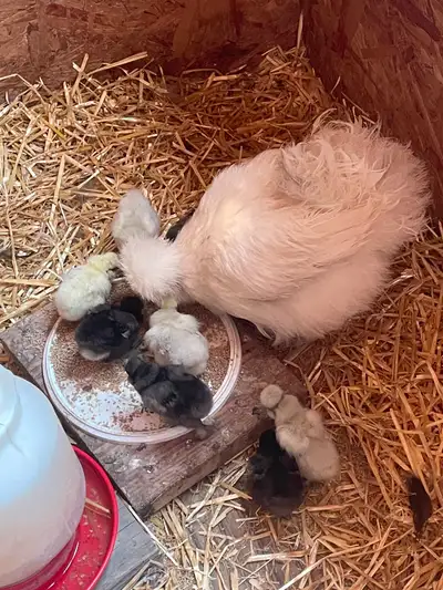 Silkie chicks for sale, View more