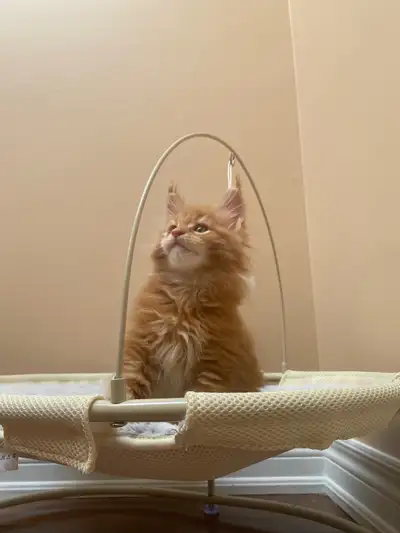 Purebred XXXL European line Maine Coon kitten (female), View more