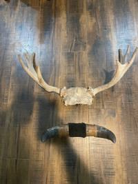 Bison horns and moose antlers