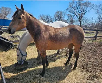 Pet/pasture horses looking for a home, View more