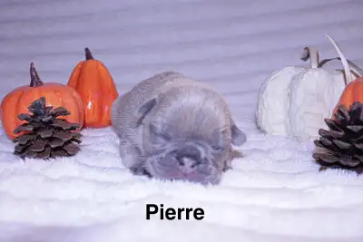 5 French Bulldog puppies, View more
