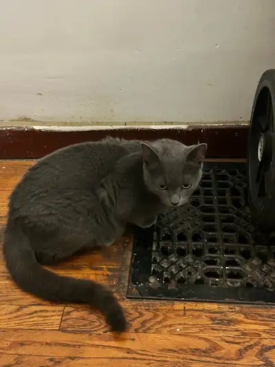Female cat for free , View more