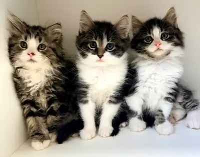 Ragdoll Mix Kittens!, View more