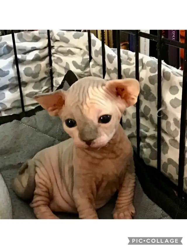 SPHYNX MALE - BICOLOR