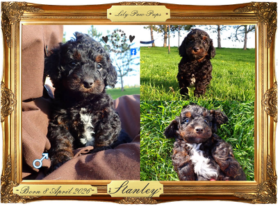 Adorable Miniature Poodle Pups - Blue Merle & Phantom, View more