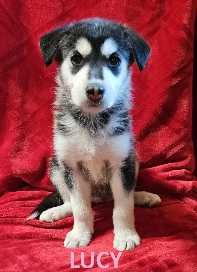 Paws for Love dog rescue has adults and pups up for adoption in Dogs & Puppies for Rehoming in Thunder Bay - Image 7