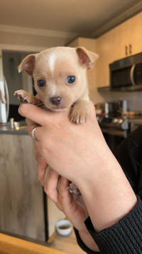 Chihuahua mâle à vendre 