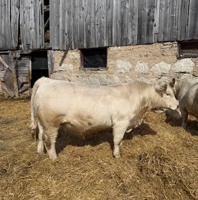Charolais bull , View more