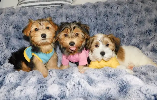 Chiots morkie in Dogs & Puppies for Rehoming in City of Montréal - Image 11