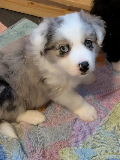 CBCA registered Border Collie Puppy ❤️, View more