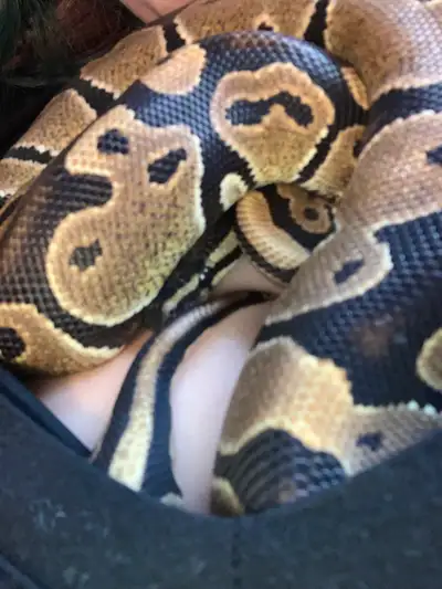under year old ball python, View more