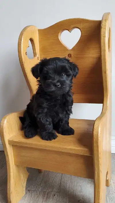 Miniature Schnauzer Cross Puppies, View more