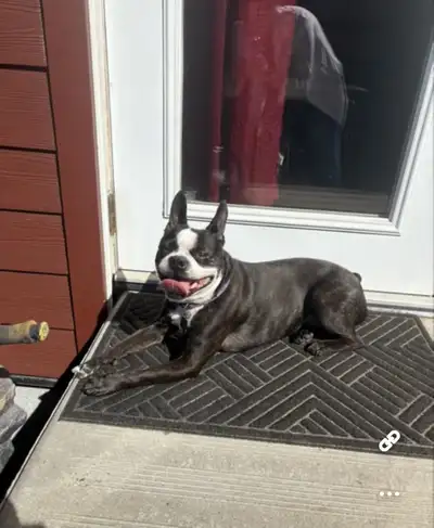 Boston Terrier - Female - 8 yrs, View more