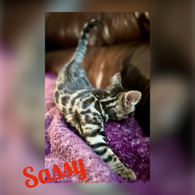 TICA Registered Bengal kittens in Cats & Kittens for Rehoming in Calgary