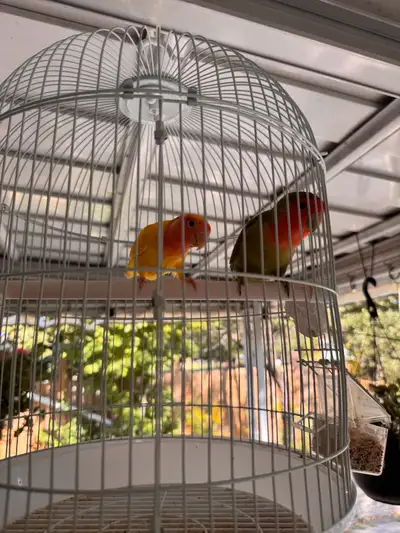 Love birds, View more