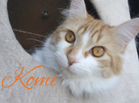 Komi - Chat recherche famille pour la vie