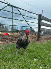 Rooster for Sale