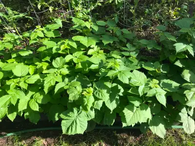 Raspberry Plants in One Gallon Pots. Vigorous, well-rooted plants. Most are about 20" to 24" tall. F...