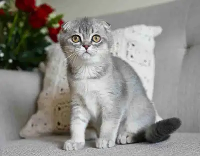 Scottish fold male pure race , View more