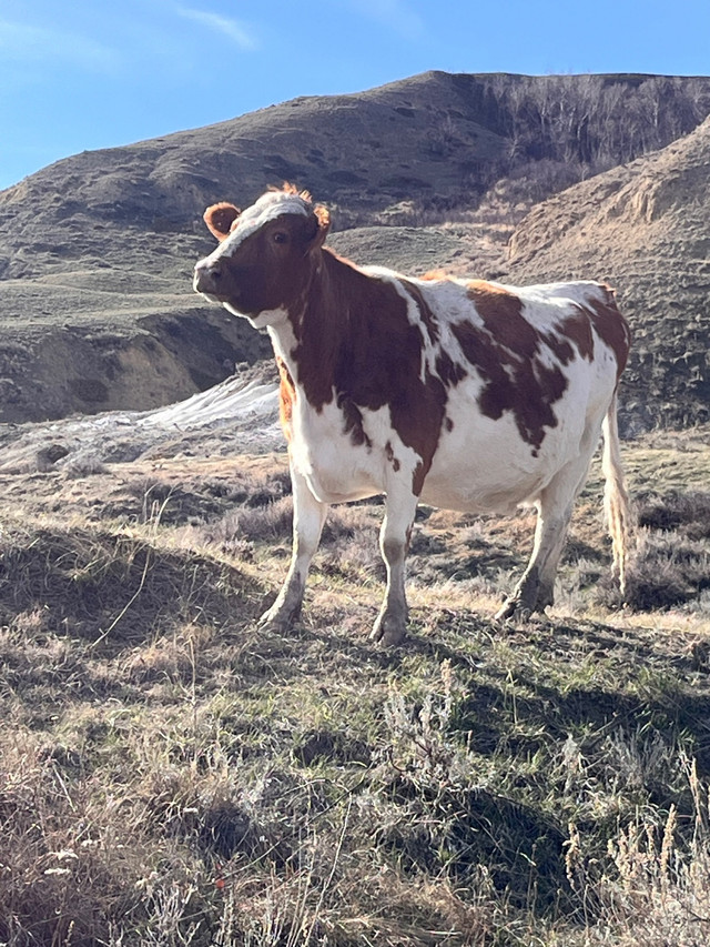 Ayrshire cow in Livestock in Swift Current - Image 3