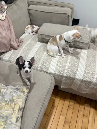 Chihuahua Puppy, View more