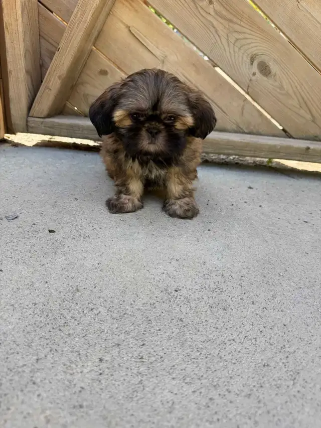 Two Adorable Shih-Tzu Puppies Looking for There Forever Homes in Dogs & Puppies for Rehoming in Oakville / Halton Region - Image 6