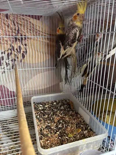 Parrots Breeding pair, View more