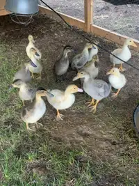  Young ducks for sale 