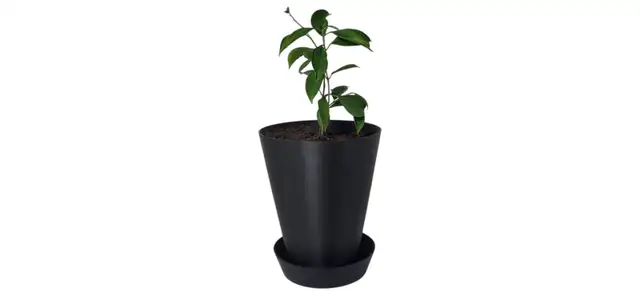 Flower pot with saucer62863279951875121