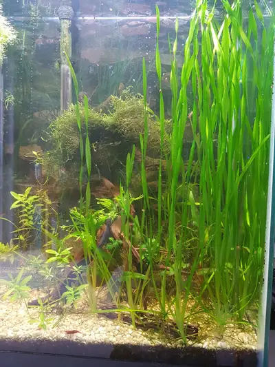 Jungle Vallisneria for sale, View more