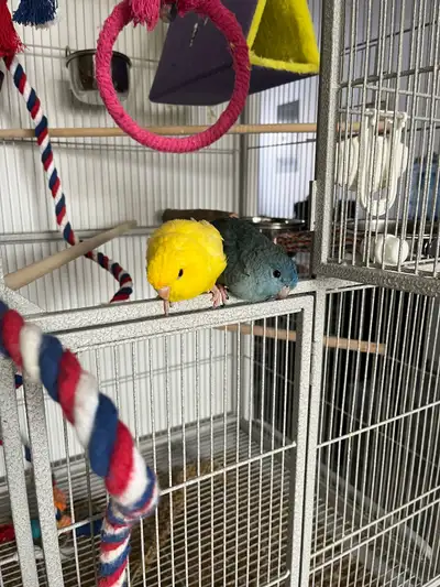 Je vend les deux toui Catherine un Jaune et un bleu on pense que c est un male et une female il vont...