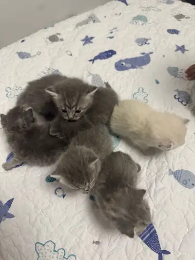 6 kittens 4 males and 2 females Born June 11th, ready to go to their forever homes by Aug 11. Mom an...