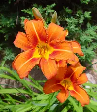 Fleurs Lys orange hémérocalles daylily plante vivace flower