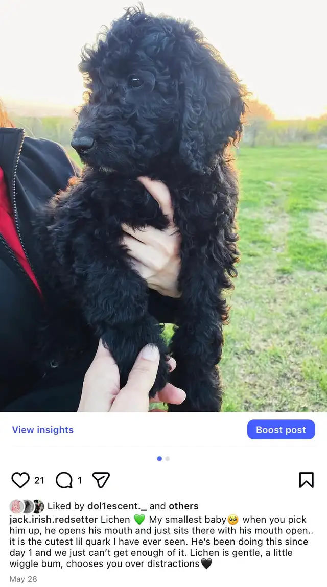 Jet Setter Doodles — Irishdoodle Puppies in Dogs & Puppies for Rehoming in Winnipeg - Image 6