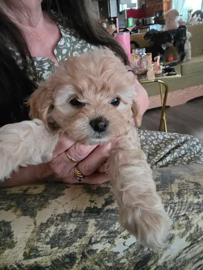 Cockapoo boy puppy $ 800.00, View more