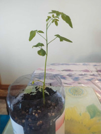 Moringa trees 