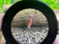 Red Zebra Shrimp ( caridina shrimp)