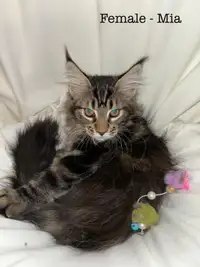 Maine Coon Kittens - pedigree and looks!!!!!