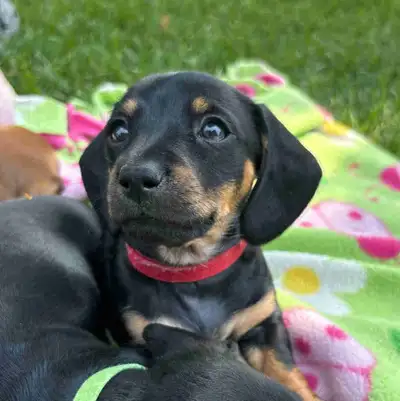 Mini Dachshund Puppies, View more