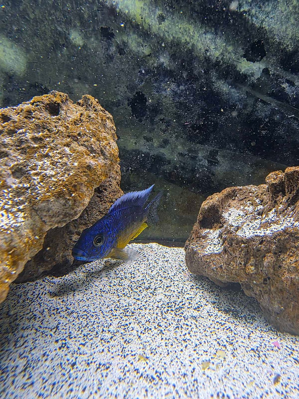 Baby African cichlids | Fish for Rehoming | Annapolis Valley | Free ...