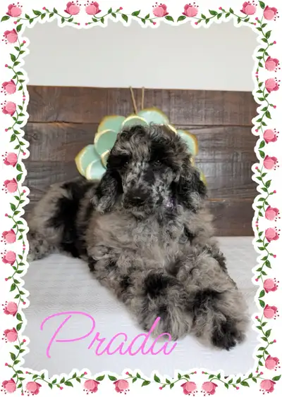 Magnifiques Chiots caniches  moyens ,25-30 lbs adulte, View more