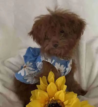 Tiny Red Toy Poodle , View more