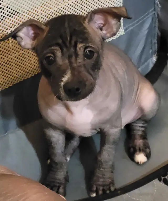 UPDATE!!! Crested Hairless Bostons , price reduced! in Dogs & Puppies for Rehoming in Norfolk County - Image 5