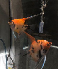 (RÉSERVÉ) Paire Scalaire/Ange Koi Angelfish Breeding Pair