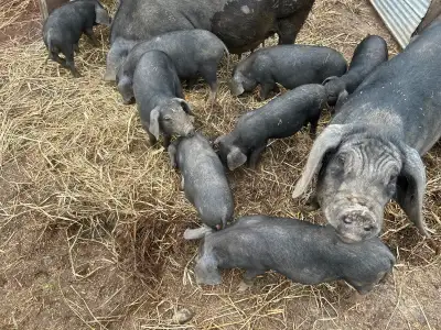 Mostly Meishan Weanlings Piglets Ready for new farm, View more