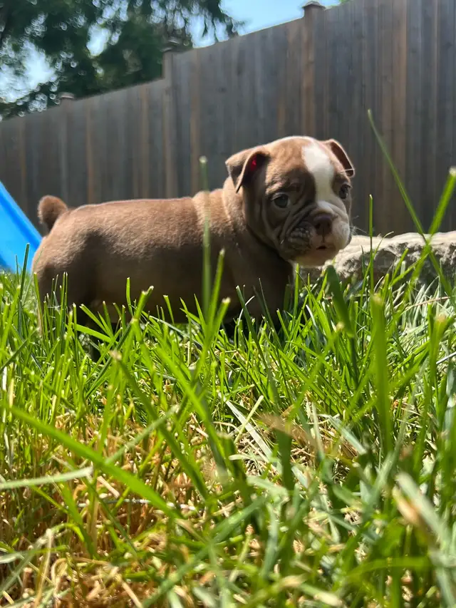 Male Olde English Bulldog in Dogs & Puppies for Rehoming in City of Toronto - Image 11