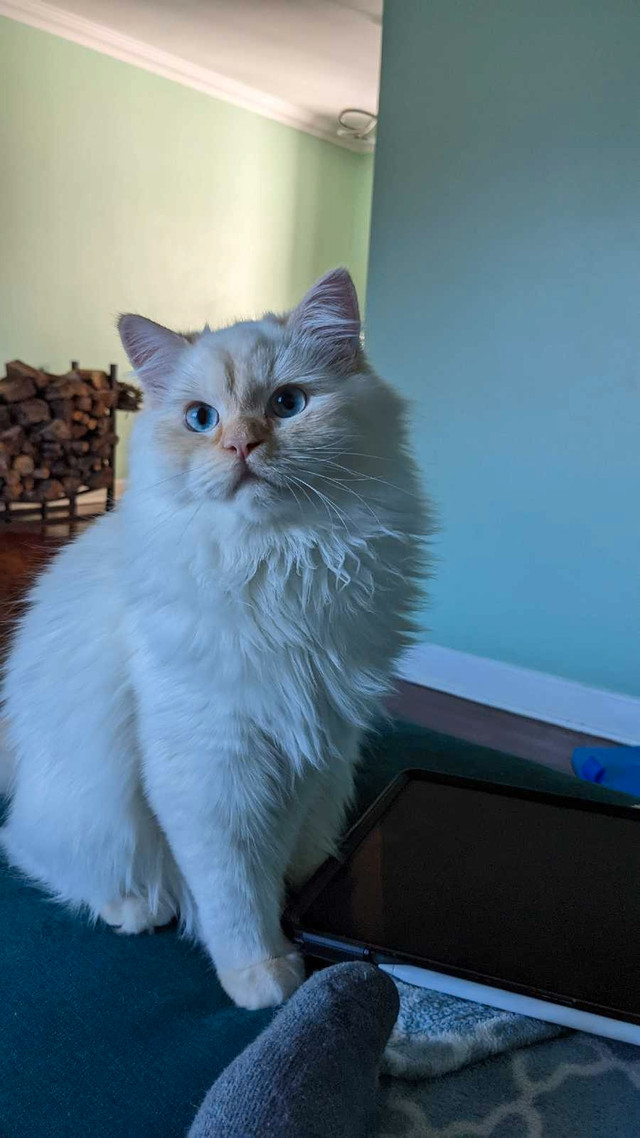 Flame Point Male Ragdoll in Cats & Kittens for Rehoming in City of Halifax - Image 2