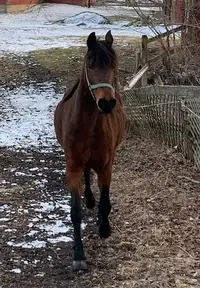 Pure bred Morgan Horse (mature) for sale
