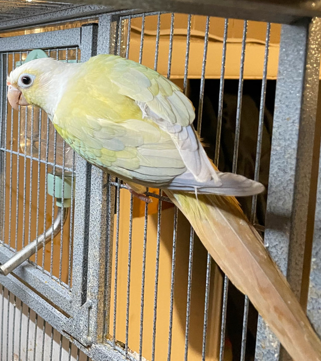 Mint split to mooncheek conure babies - handtame! in Birds for Rehoming in Saskatoon